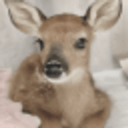 FawnSMP server icon