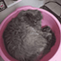Furry Paradise server icon